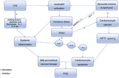 Effects of inflammation and oxidative stress on postoperative delirium in cardiac surgery